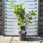 Ibištek sýrsky (Hibiscus syriacus) ´TRICOLOR´ – výška 50-70 cm, kont. C5L